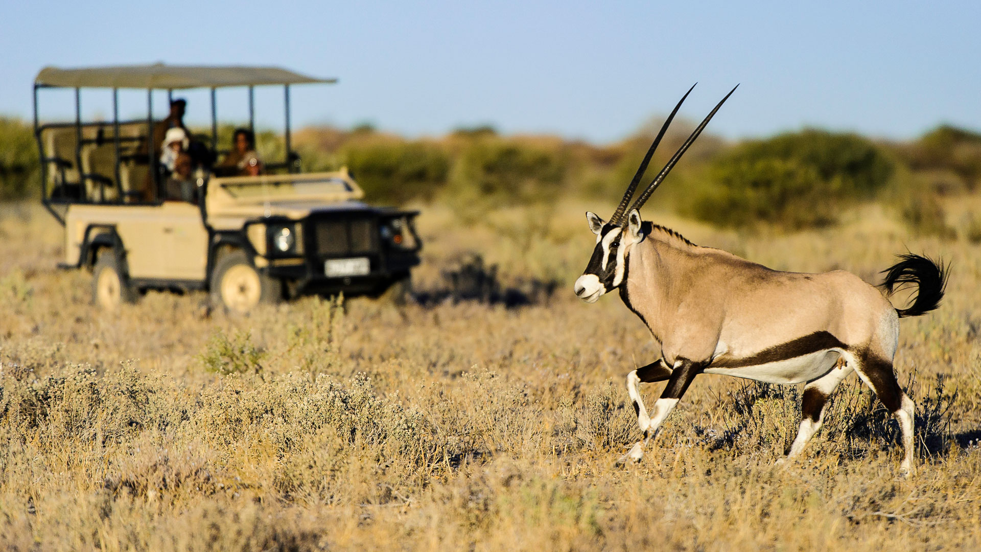 Guided game drive in Central Kalahari Game Reserve, Botswana &Beyond