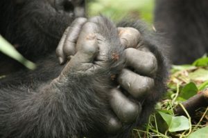 Gorilla Hands