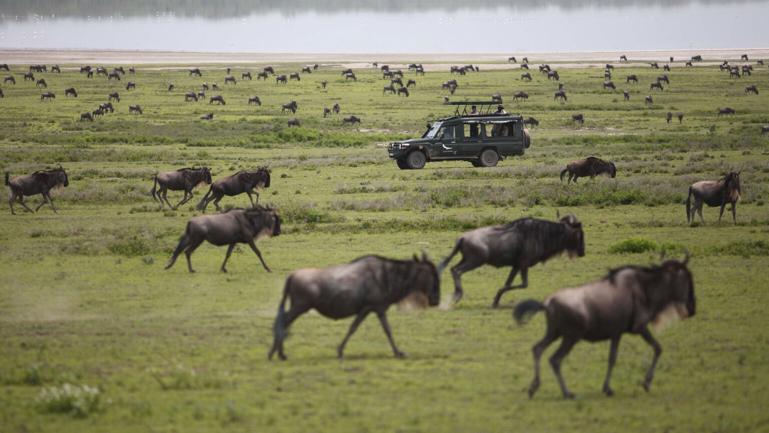 Wildebeests make their dramatic crossing of the northern Serengeti plains