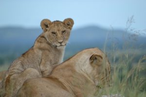 Grumeti Lioness cub