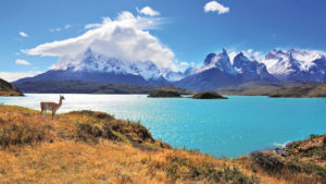 Guanaco in Torres del Paine National Park Chile