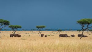 Herd of Elephants with stormy skies in the background