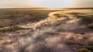 Herds with Dust Great Migration