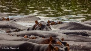 Hippos by carla glasspool