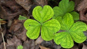 Close up of three three-leafed cloversa