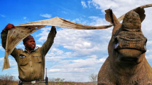 Barry blindfolding a sedated rhino for conservation work