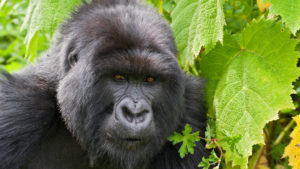 A mighty silverback gorilla looks at the camera head on in Rwanda