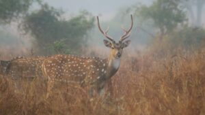 Chital in misty light