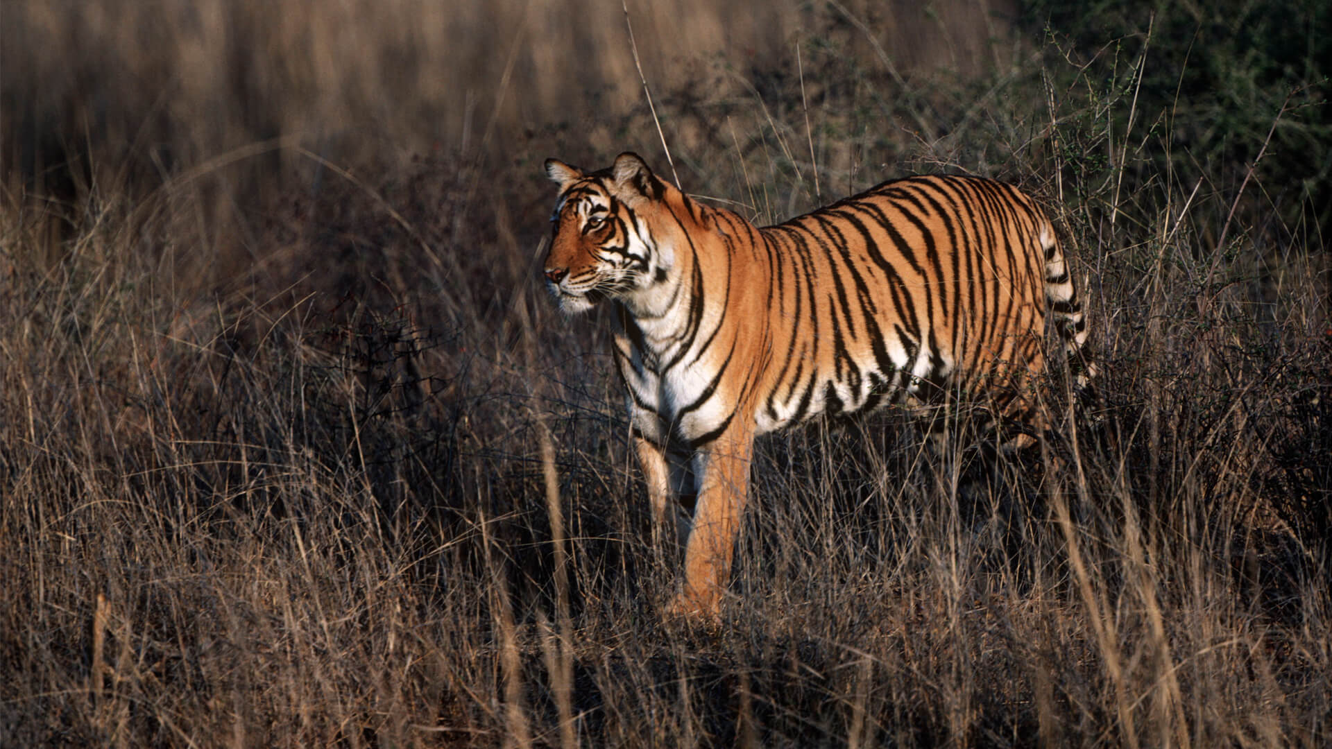 Tiger walking through the grass in Bandhavgarh National Park in India