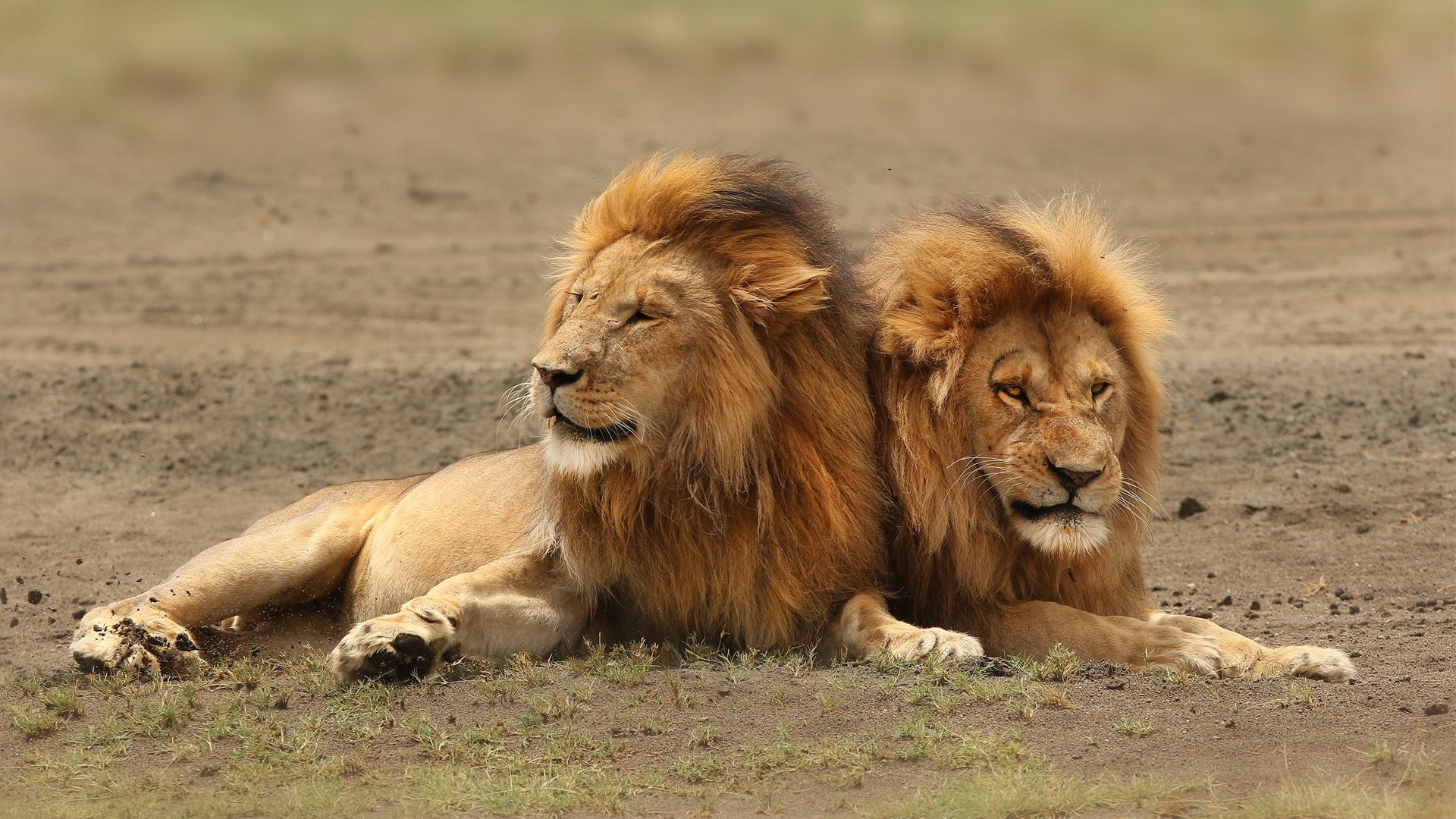 Funny Wildlife Photos: Part 4 | Safari Humour | &Beyond Funny Wildlife Photos: Part 4 | Safari Humour | &Beyond