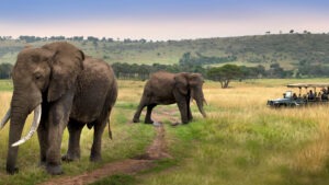 Two guests in safari vehicle next to two elephants