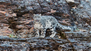 Snow leopard standing on a rocky mountainside in India