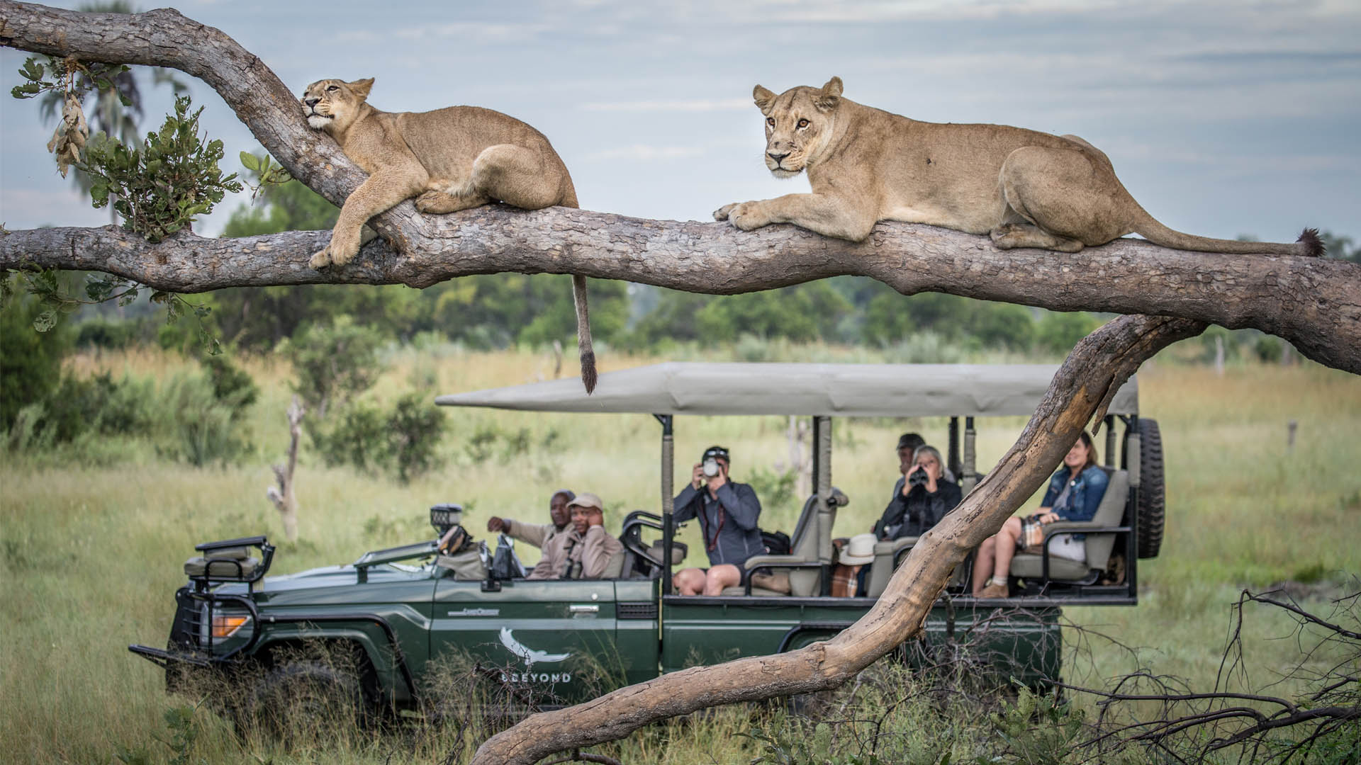 best-africa-safari-destinations-for-your-luxury-honeymoon