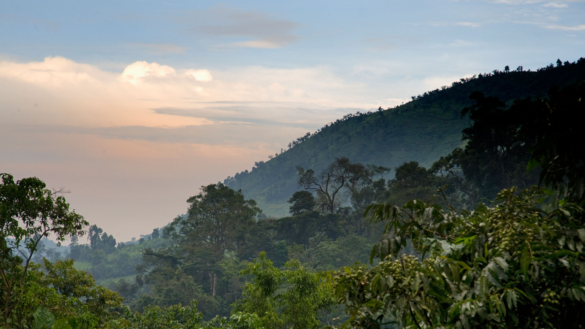 Discover Bwindi Impenetrable National Park | andBeyond