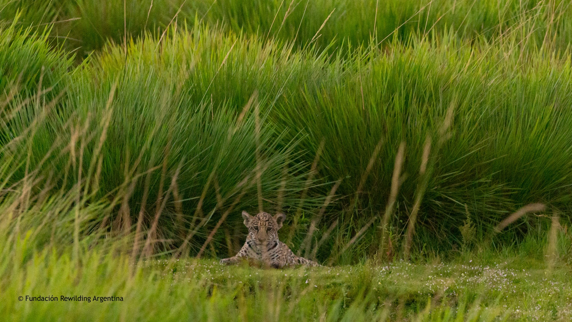Impact, Argentina, South America, Iberá, Corrientes, Jaguar Reintroduction Project, conservation, conservation collaboration, rewilding, Tompkins conservation, CLT Argentina, Fundación Rewilding Argentina