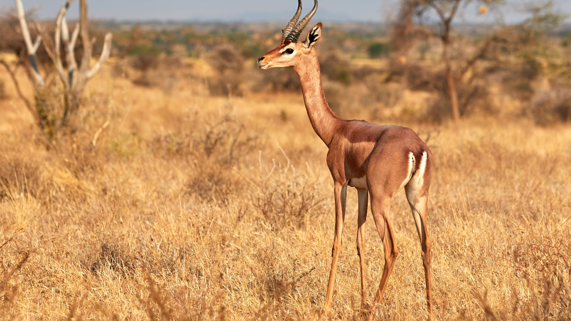 Kenya Laikipia Suyian Conservancy gerenuk 3 Website 1920x1080 fill gravityauto Q AutoBest Suyian Conservancy in Kenya | Experience a unique African safari