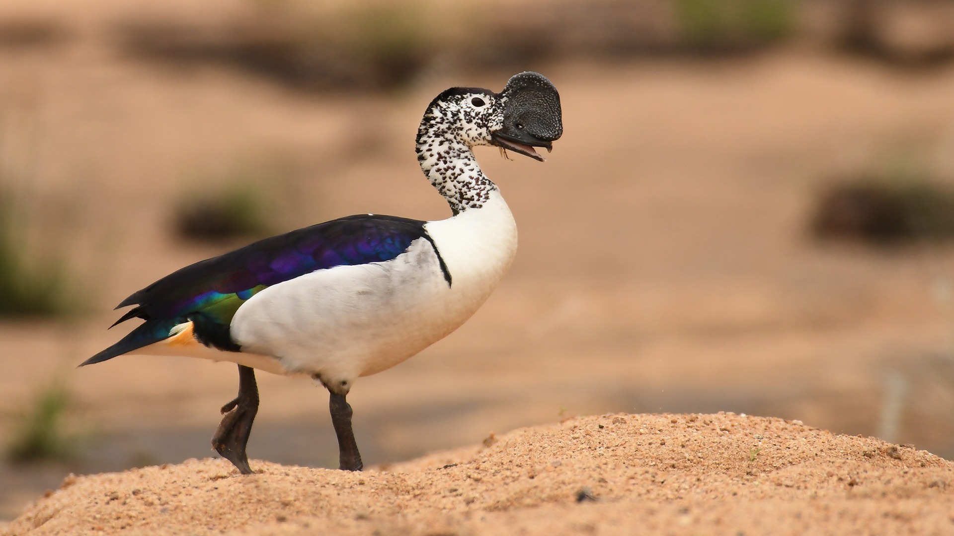 Botswana Birding Tour (9 Days) | Chobe National Park & Okavango Delta | &Beyond