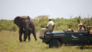 Kruger game drive elephant