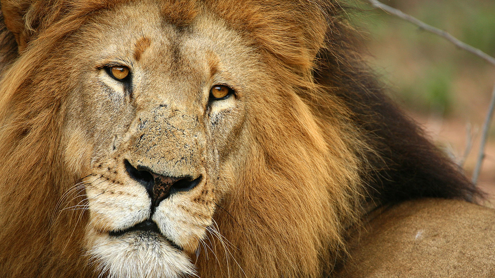 Lion in Ngala, within the Kruger National Park