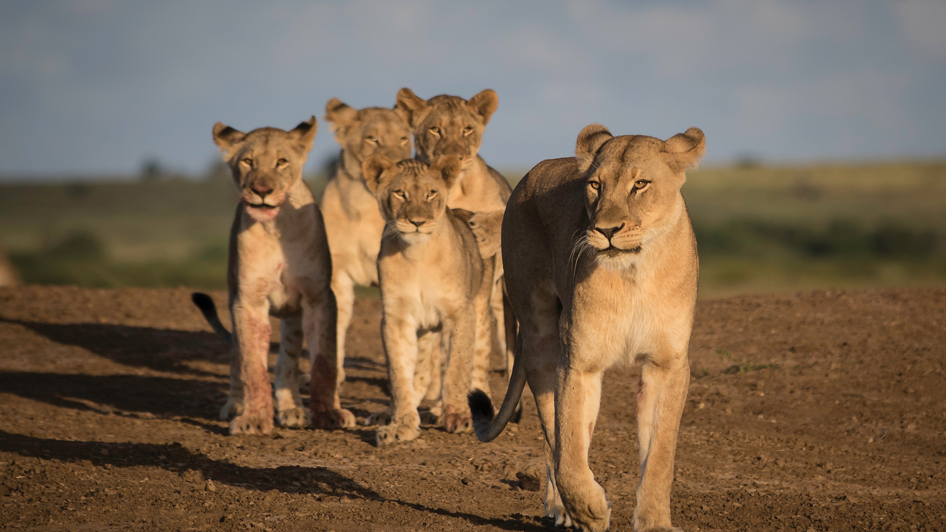 Wildlife on a Phinda Safari in South Africa, seeing Lions