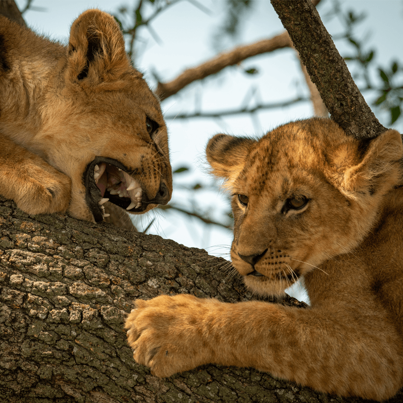 Lake Manyara Tree Lodge in Lake Manyara — photo 3