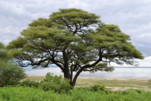 Lake Manyara typical tree