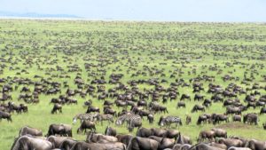 Large herd of Wildebeests