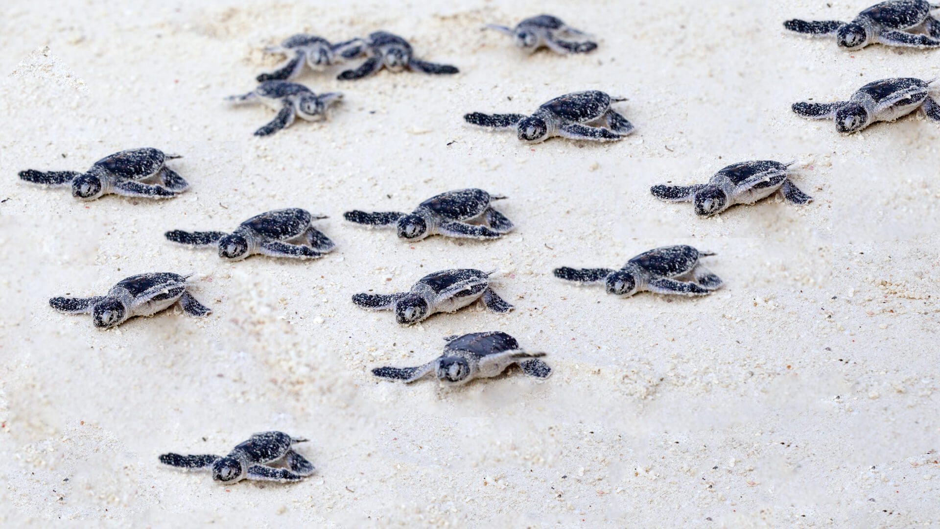 Turtle nesting adventure Turtles Indian Ocean andBeyond