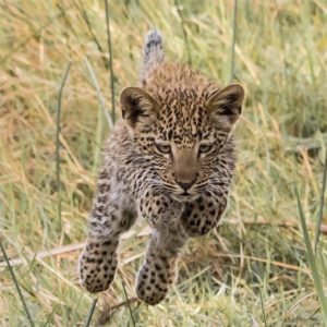 leopard cub jumping through grass by jenrobterz