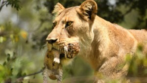 lioness and cub by daryl dell