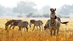 Zebras in Liuwa Plains National Park