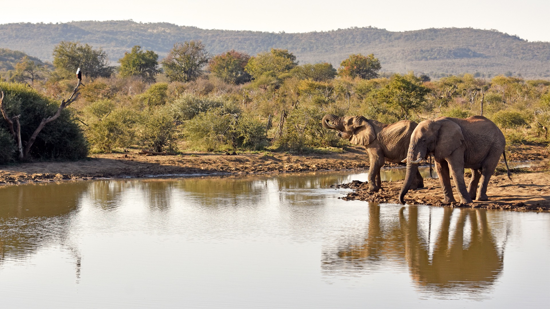 elephants drinking water in Madikwe Game Reserve