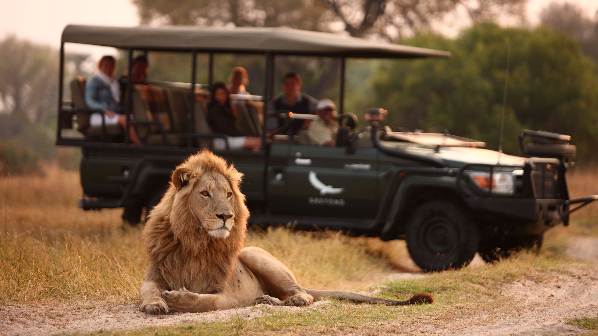 safari lion car