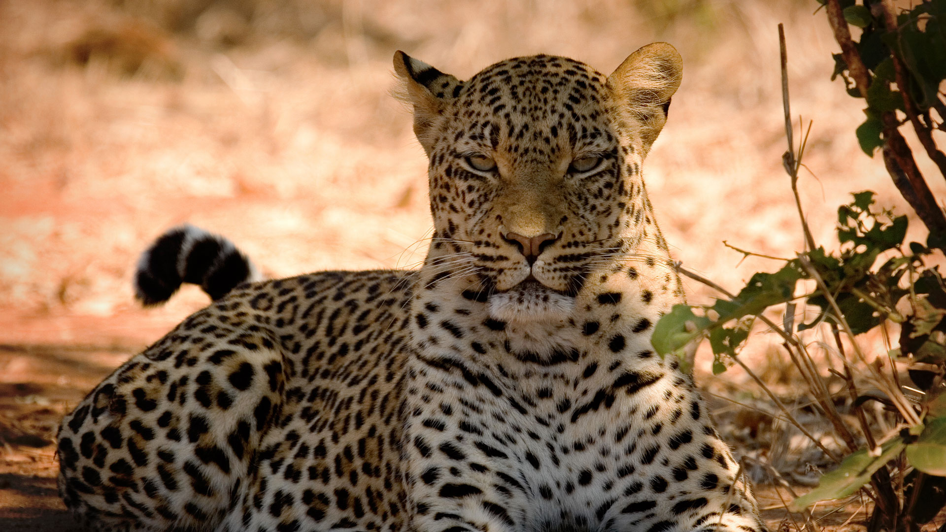 WILDTIERE IM CHOBE NATIONALPARK , Safari-Weltreisen