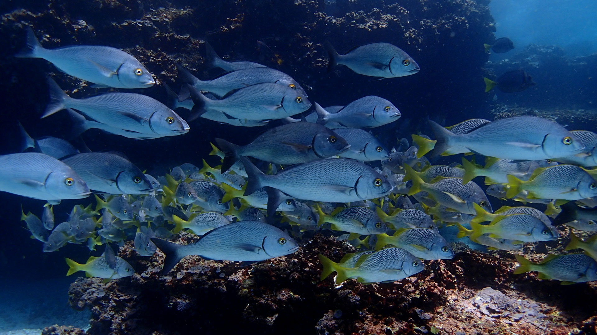 Snorkeling Galapagos Islands Vacation andBeyond