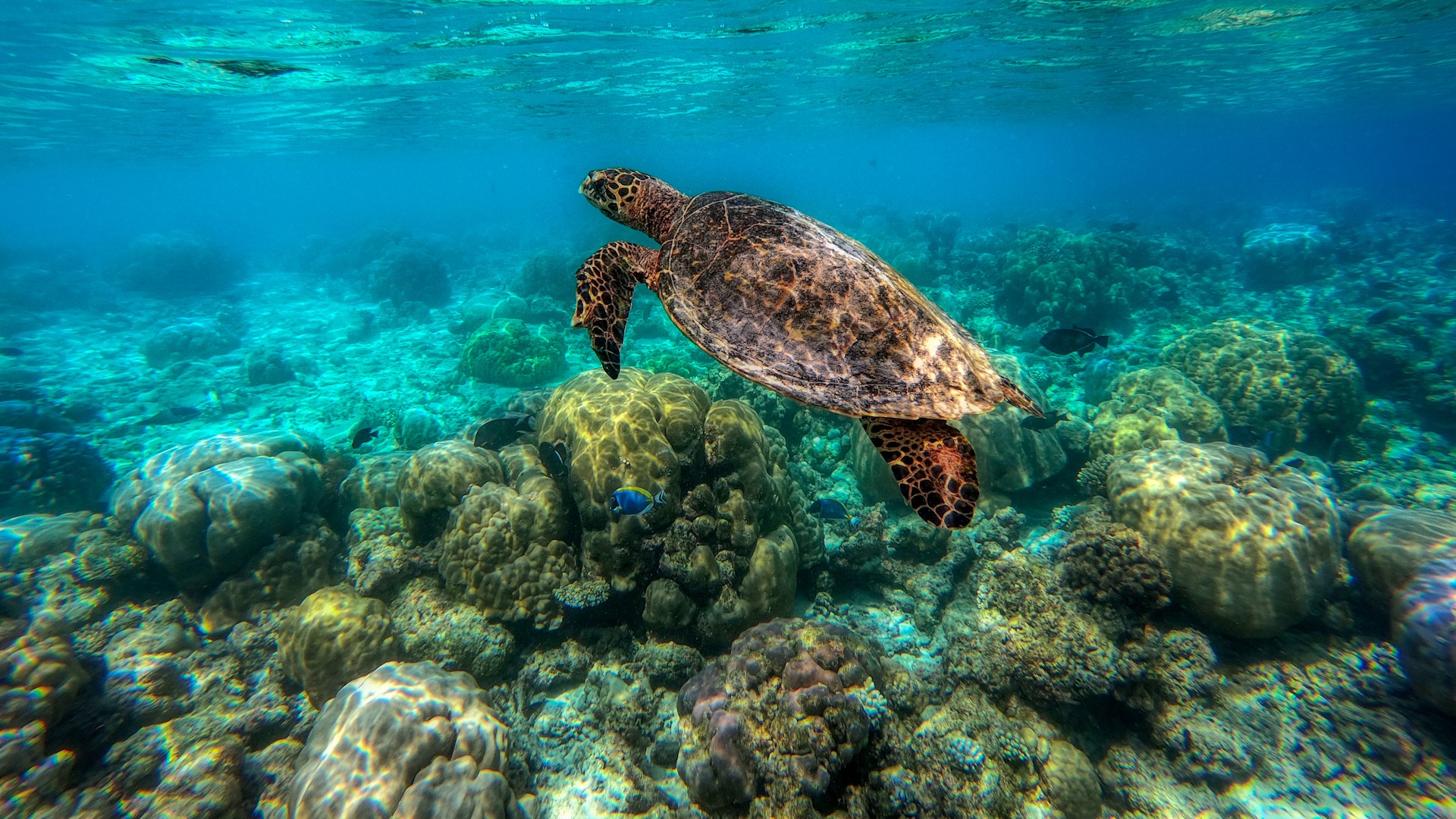 Beautiful Turtle From Coral Sea Beach Great Crazy T-Shirt Beautiful Turtle From Coral Sea Beach Great Crazy T-Shirt
