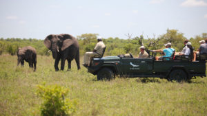 Ngala Safari