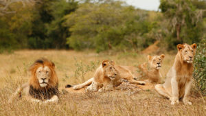 Lions at Ngala Private Game Reserve