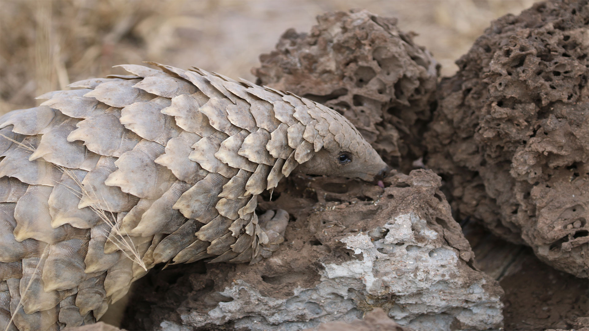 Pangolin scratching
