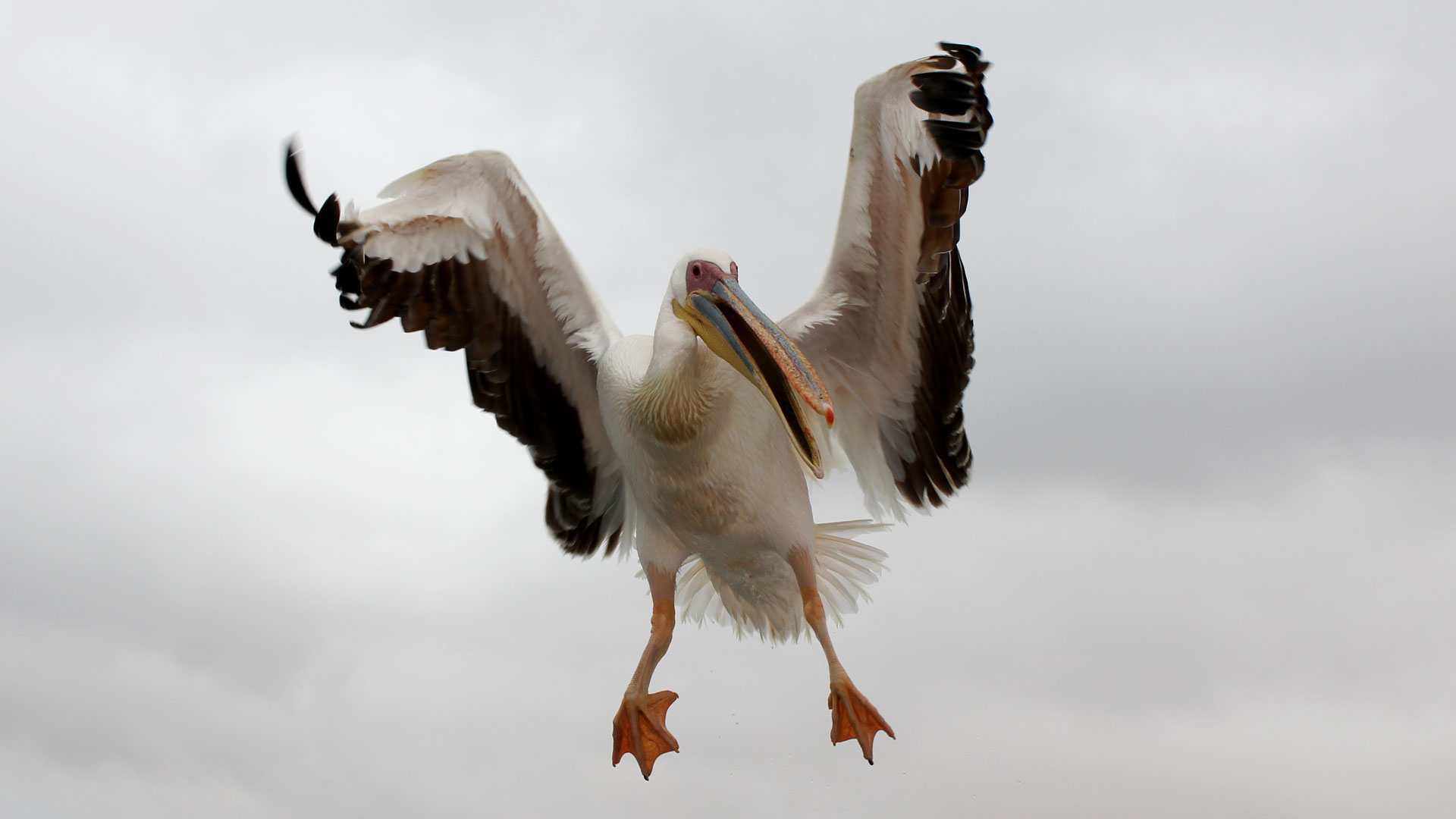 Pelican In Flight In Walvis Bay