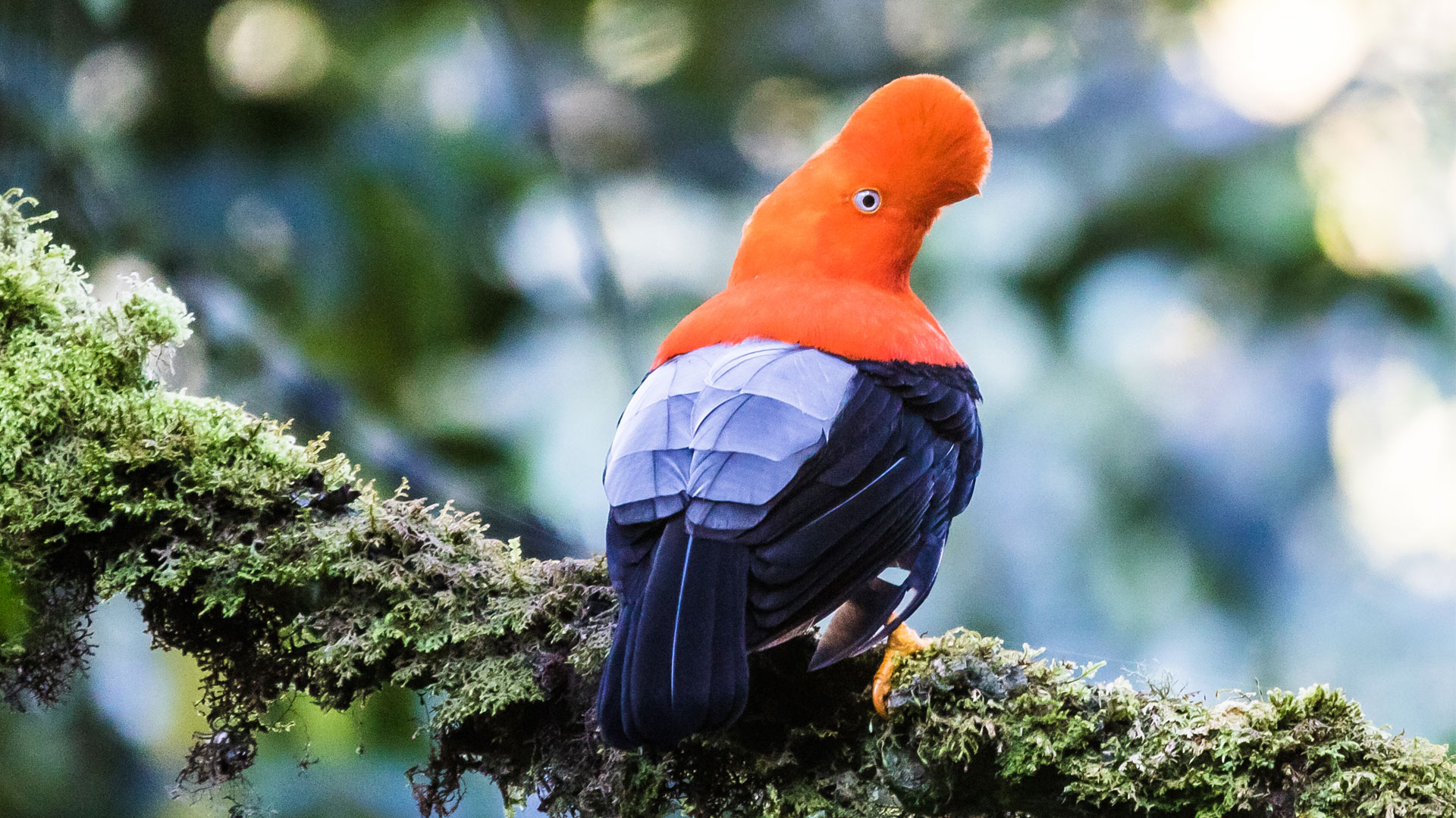 Peru Cock of the Rock