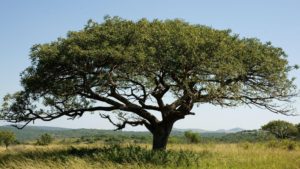 Phinda tree care of the land