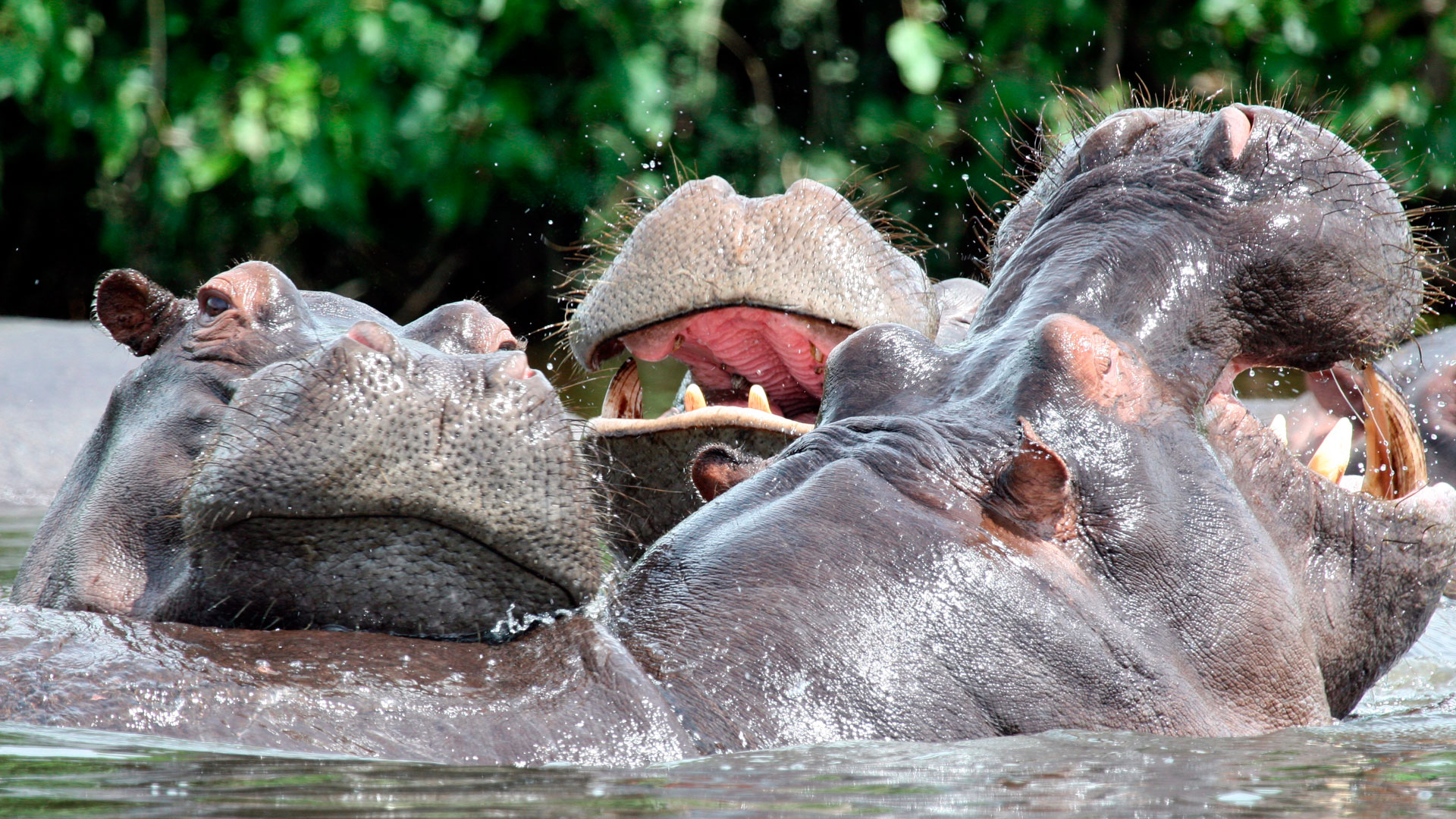 Playful Hippos in the Zambezi River
