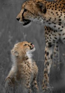 Poalo Seranne Slaviero A mother's touch Cheetah cub and mother