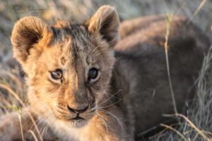 Poalo Seranne Slaviero A mother's touch lion cub