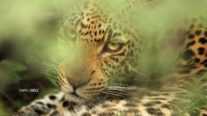 Private Guide Daryl Dell Leopard
