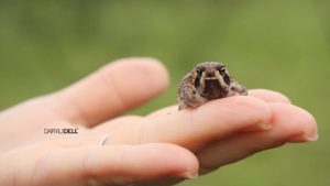 Private Guide Daryl Dell discover a new frog