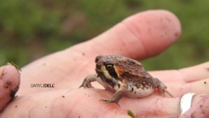 Private Guide Daryl Dell discovered a newfrog species