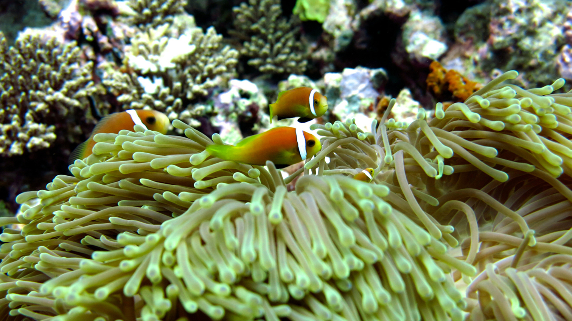 Reef Exploration And Dolphin Tours Maldives Andbeyond - 