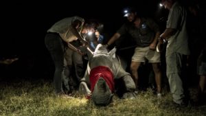 Rhinos Without Borders team working late into the night